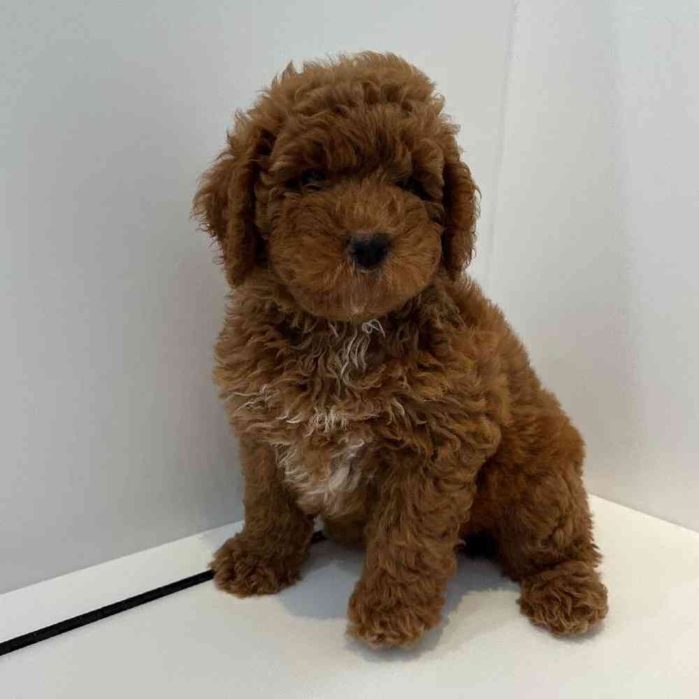 Male Mini Goldendoodle 2nd Gen Puppy for Sale in Charlotte, NC