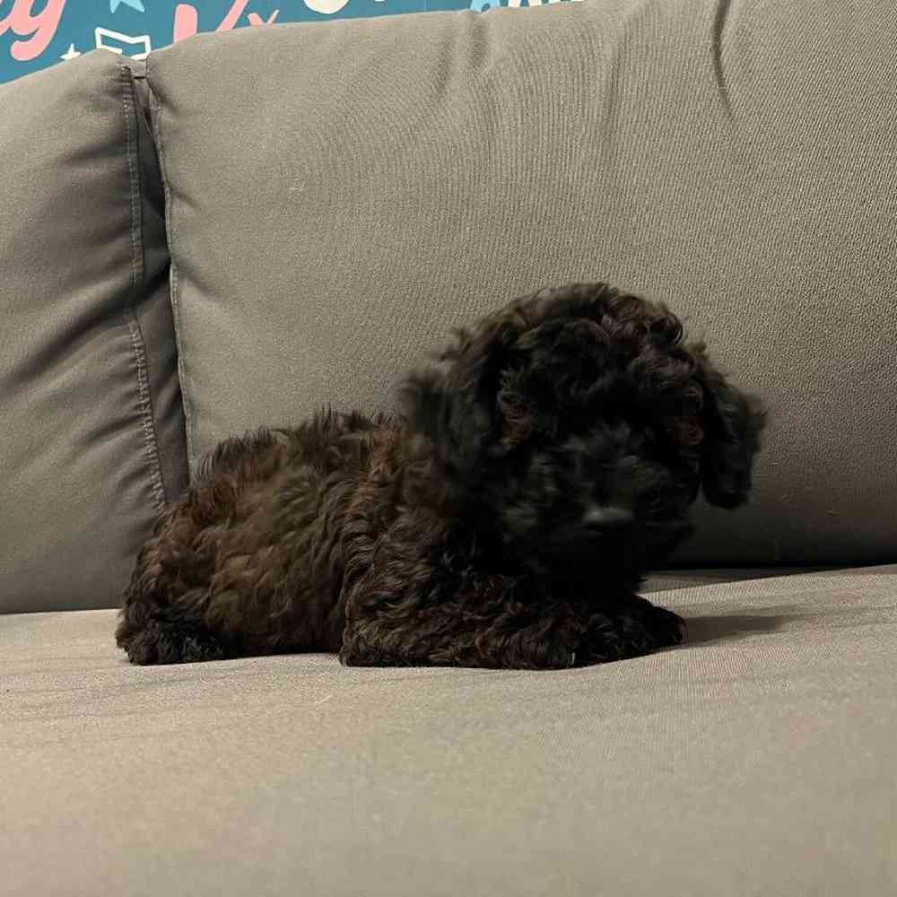 Male Poodle Puppy for Sale in Charlotte, NC