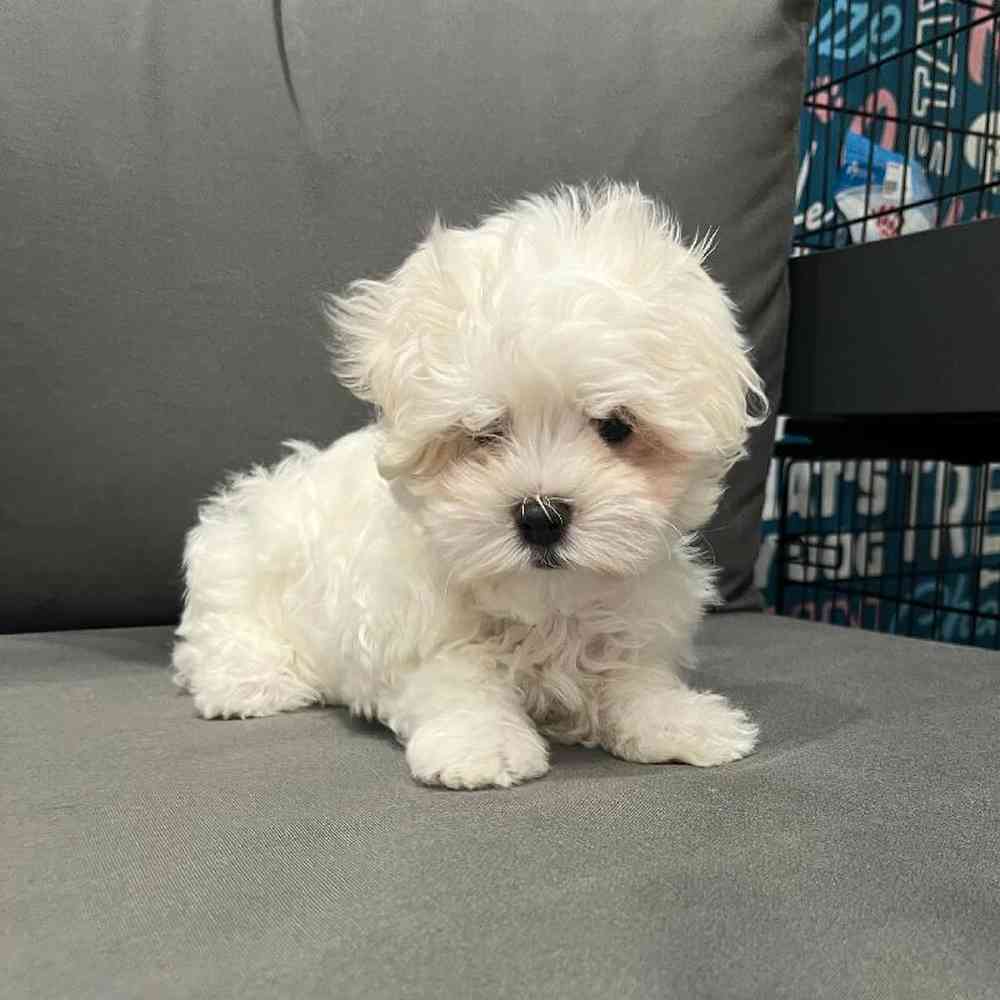 Male Maltese Puppy for Sale in Charlotte, NC