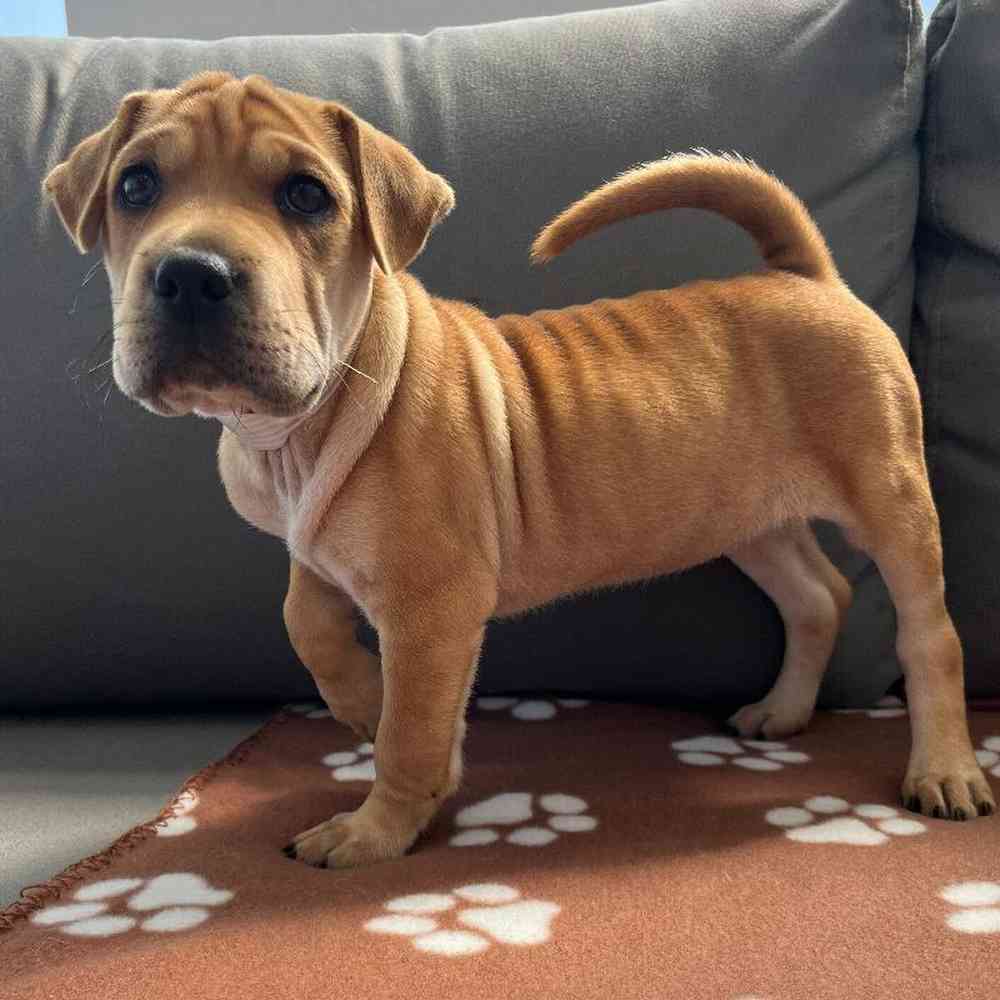 Female Mini Walrus Puppy for Sale in Charlotte, NC