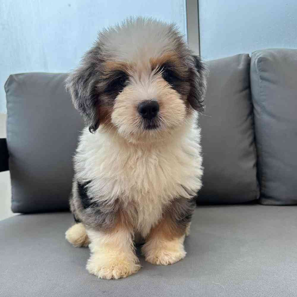 Male Mini Bernedoodle Puppy for Sale in Charlotte, NC