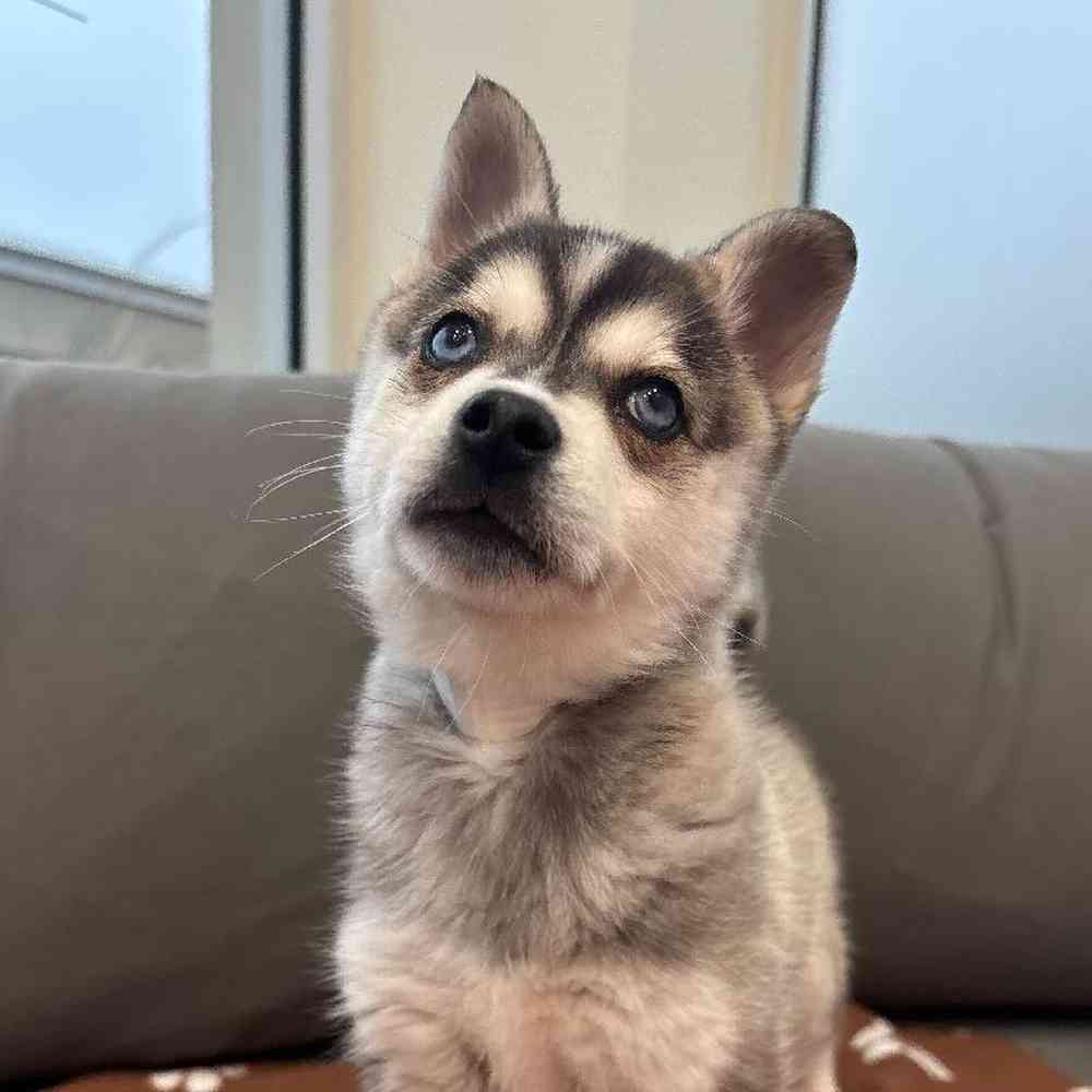 Male Alaskan Klee Kai Puppy for Sale in Charlotte, NC