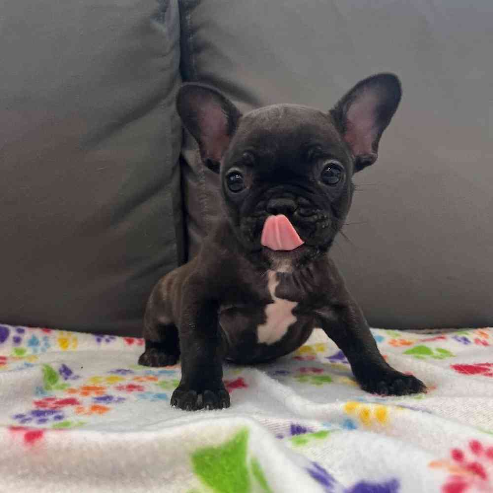 Female French Bulldog Puppy for Sale in Charlotte, NC