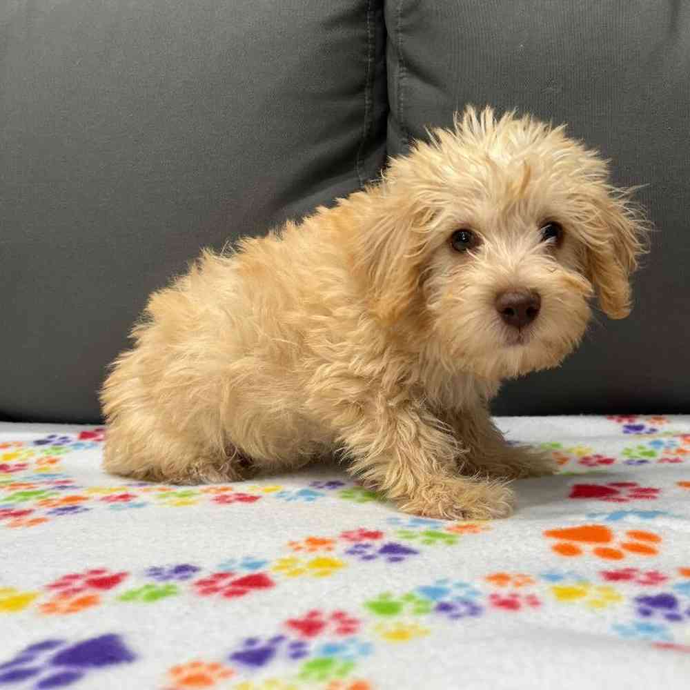 Male Schnoodle Puppy for Sale in Charlotte, NC