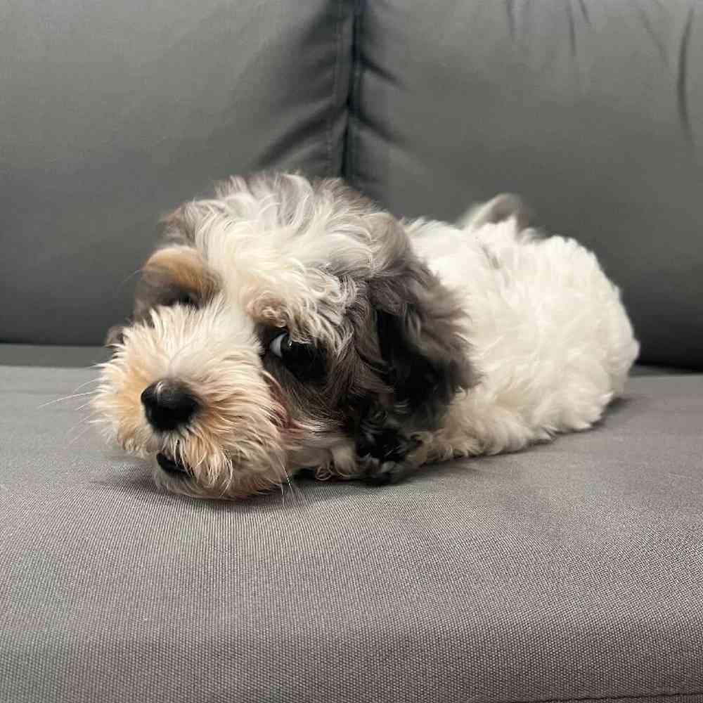 Male Schnoodle Puppy for Sale in Charlotte, NC