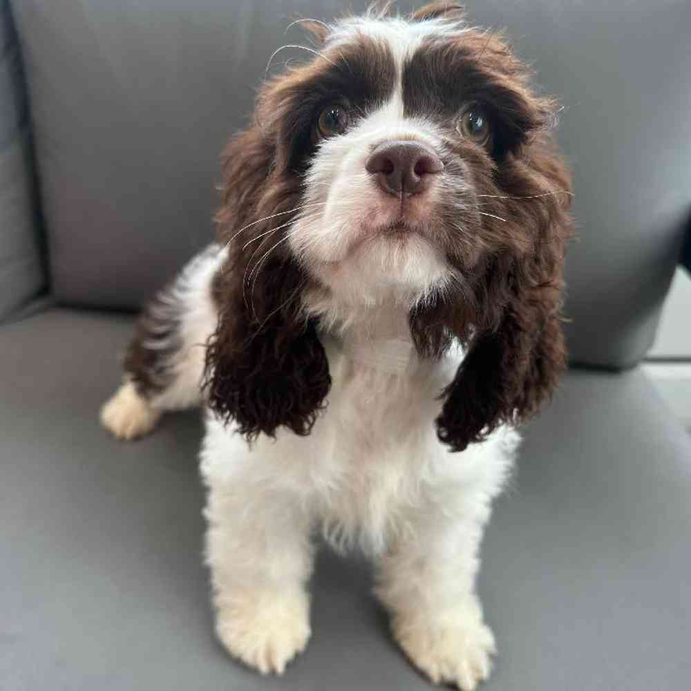 Female Cocker Spaniel Puppy for Sale in Charlotte, NC