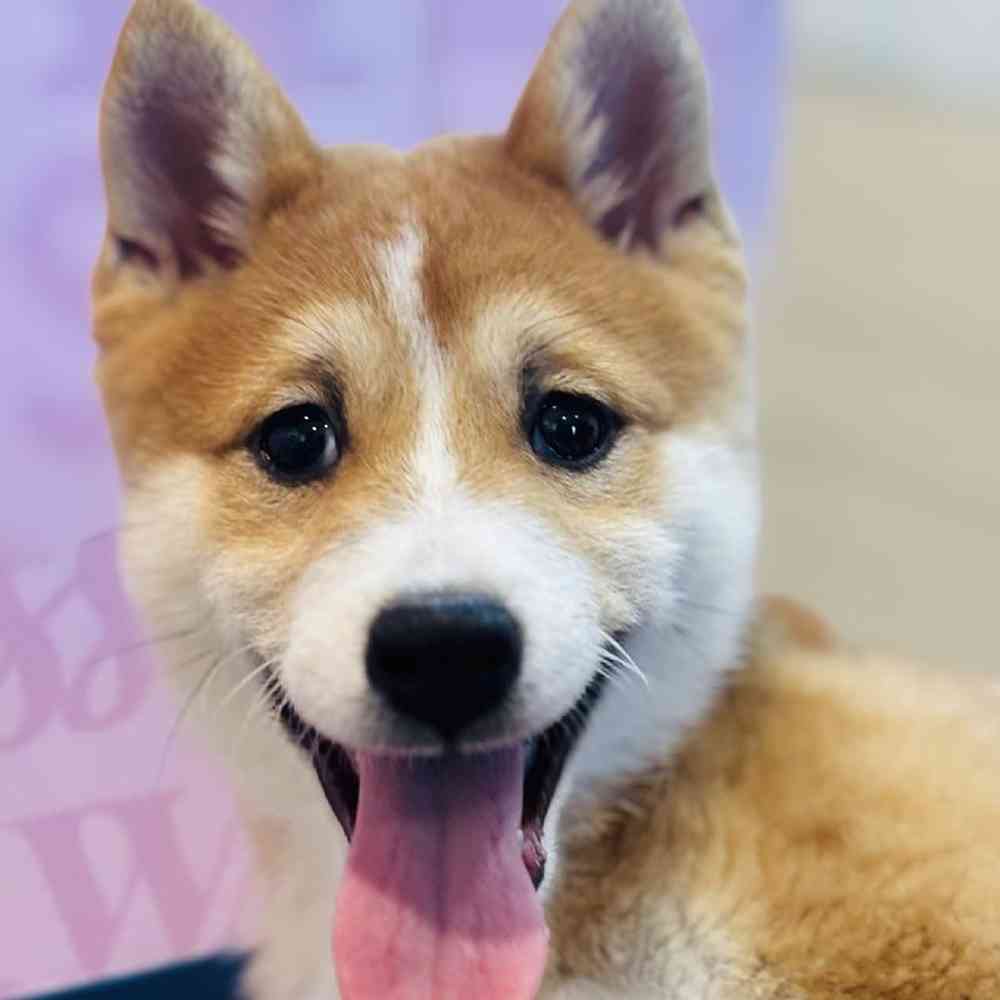 Female Shiba Inu Puppy for Sale in Greensboro, NC