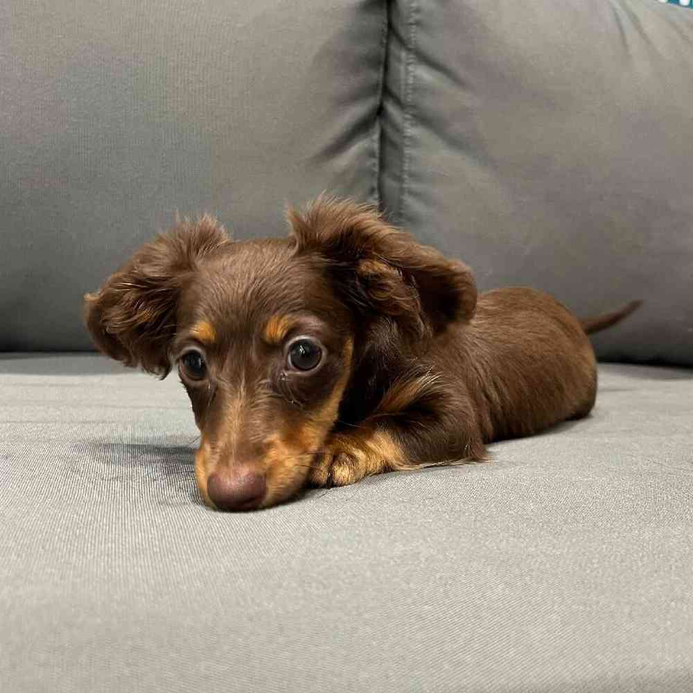 Female Dachshund Puppy for Sale in Charlotte, NC