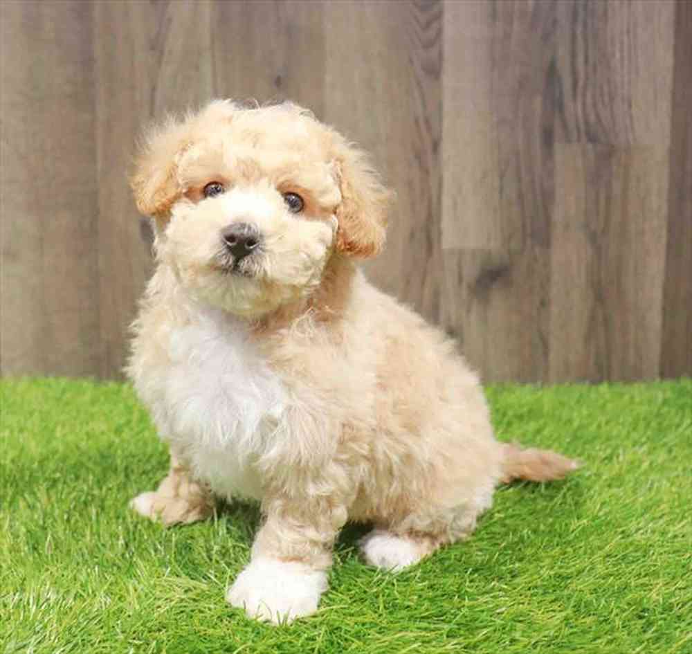 Bichapoo image