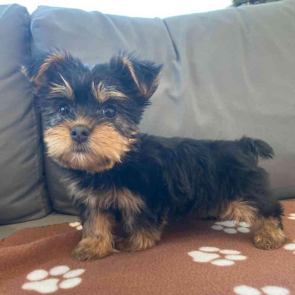 Female Silky Terrier Puppy for Sale in Charlotte, NC