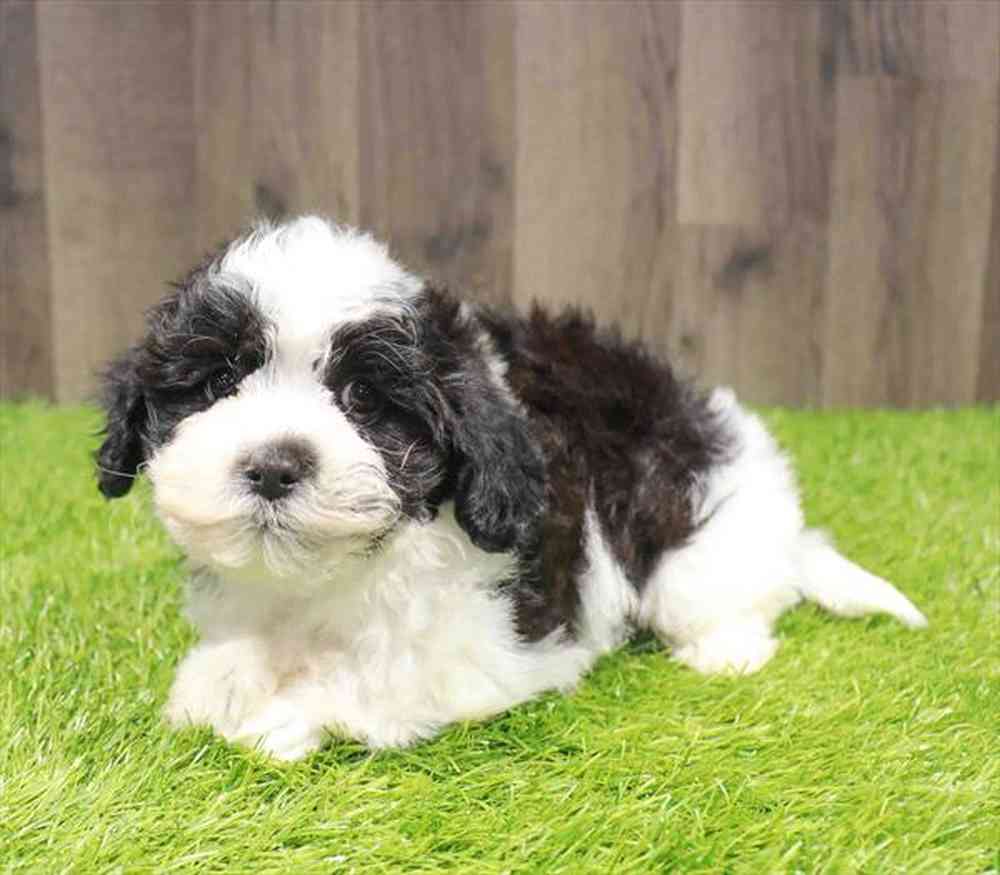 Bichapoo image