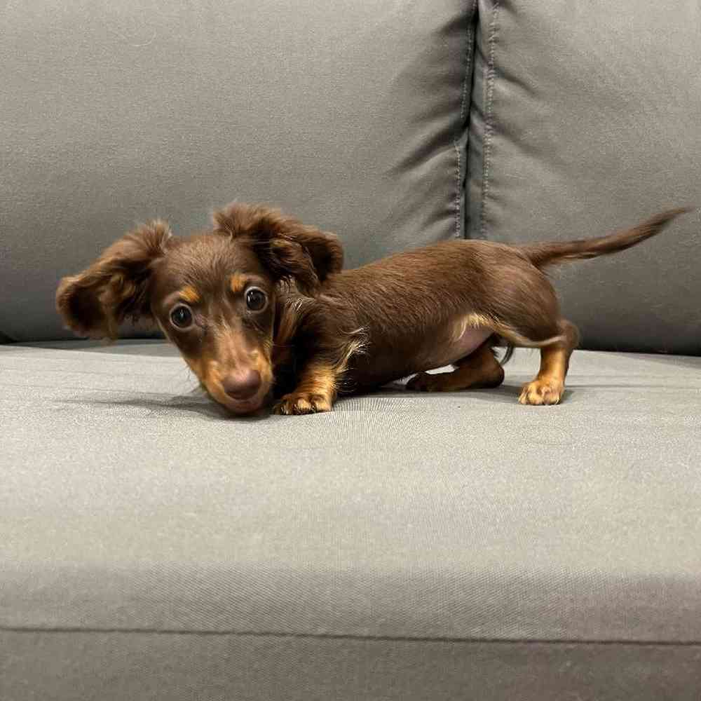 Female Dachshund Puppy for Sale in Charlotte, NC