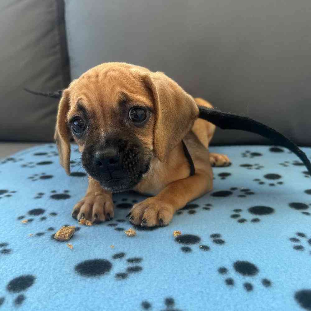 Female Puggle Puppy for Sale in Charlotte, NC