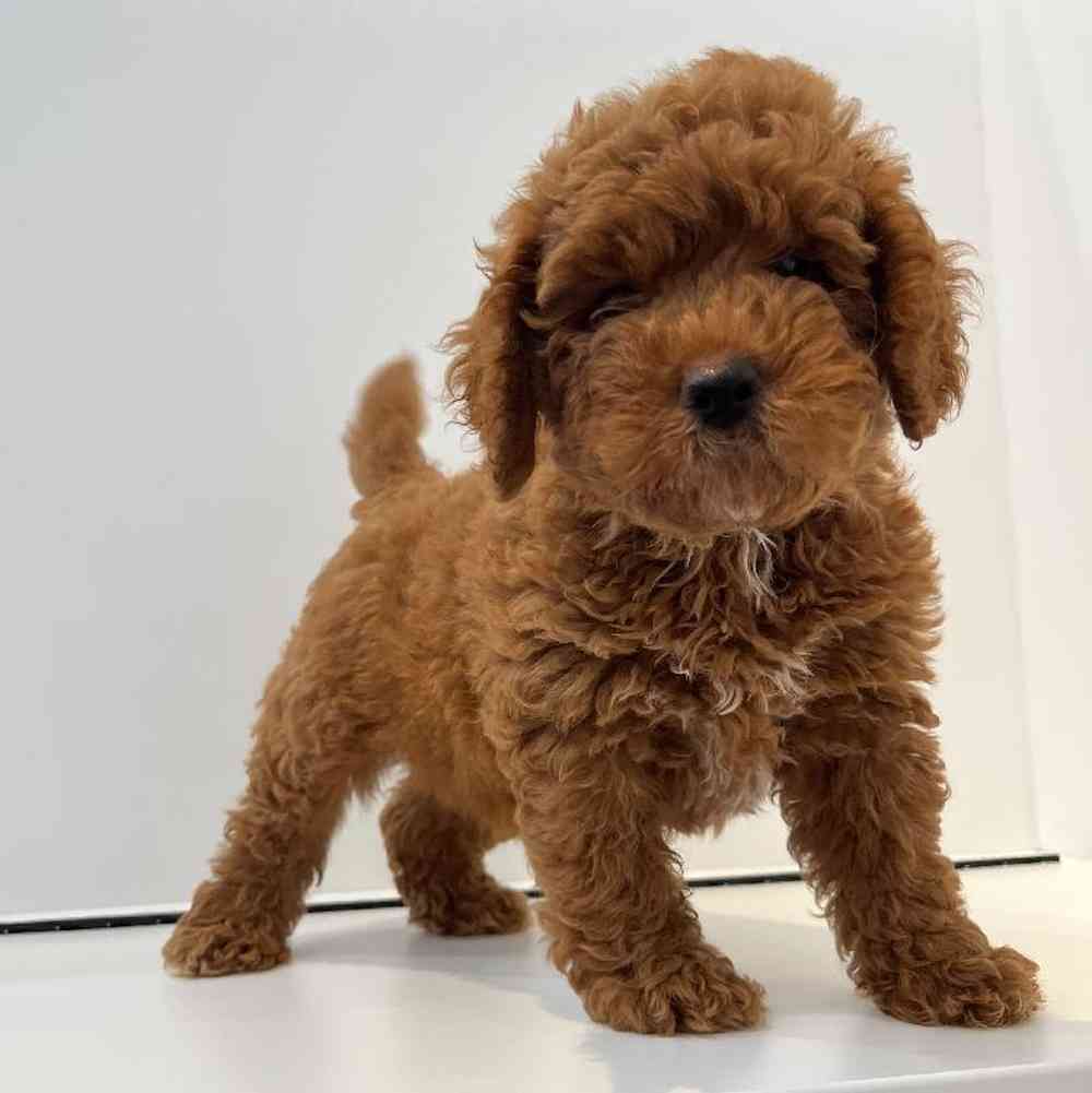 Male Mini Goldendoodle 2nd Gen Puppy for Sale in Charlotte, NC