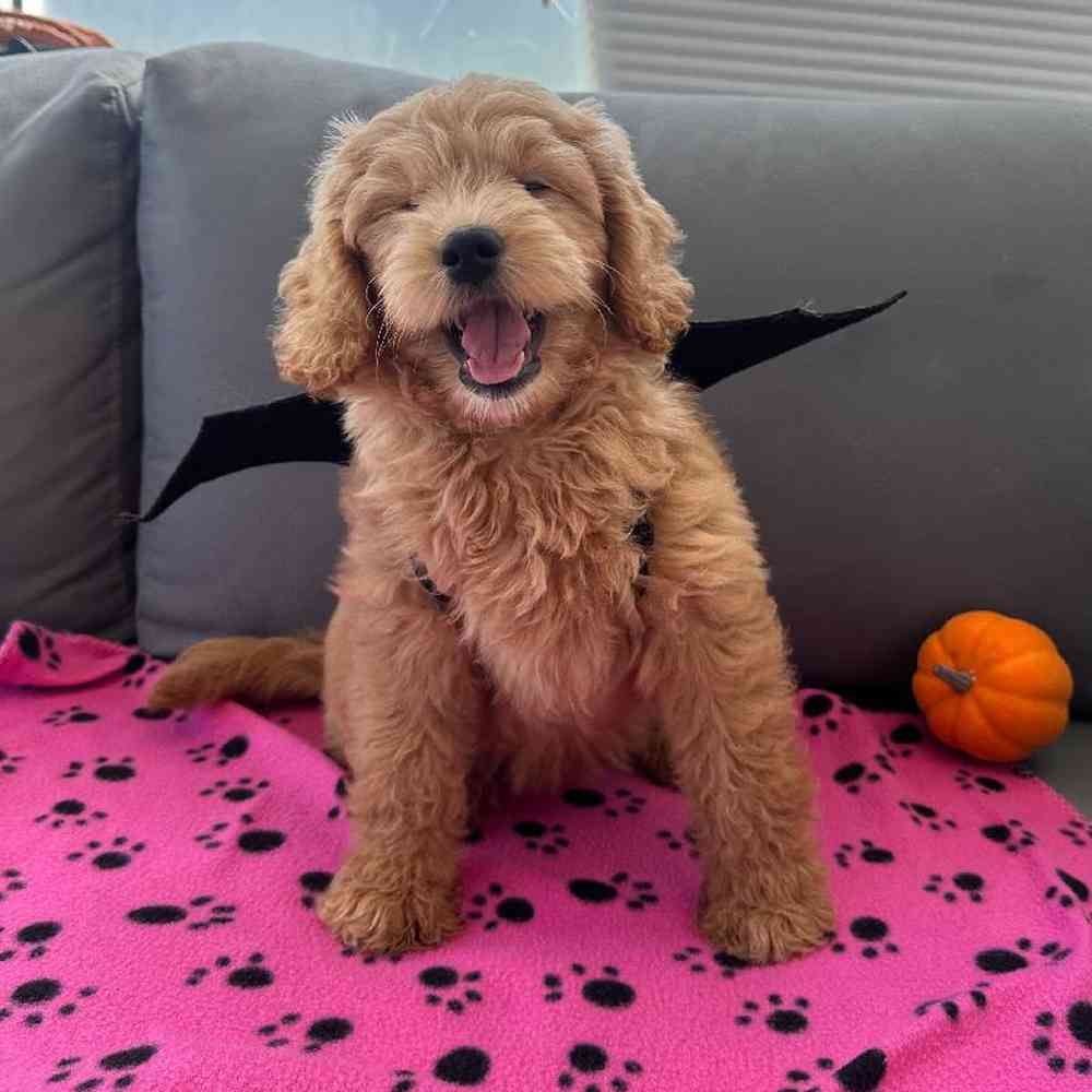 Female Mini Goldendoodle Puppy for Sale in Charlotte, NC