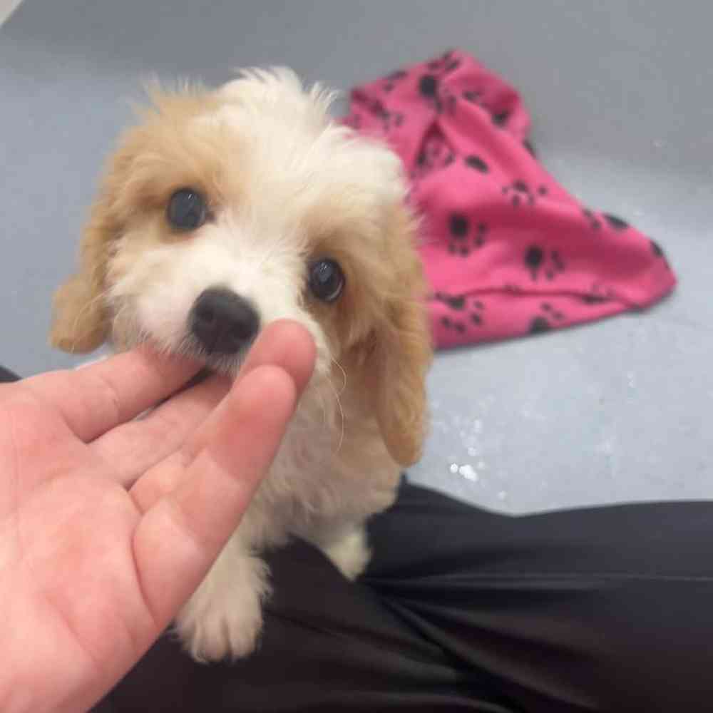 Male Cavachon Puppy for Sale in Charlotte, NC