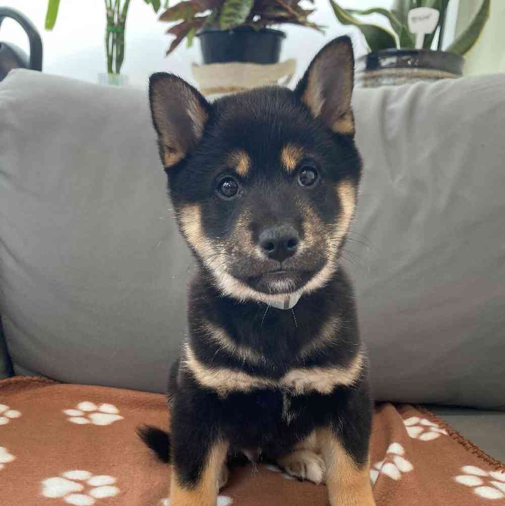 Male Shiba Inu Puppy for Sale in Charlotte, NC