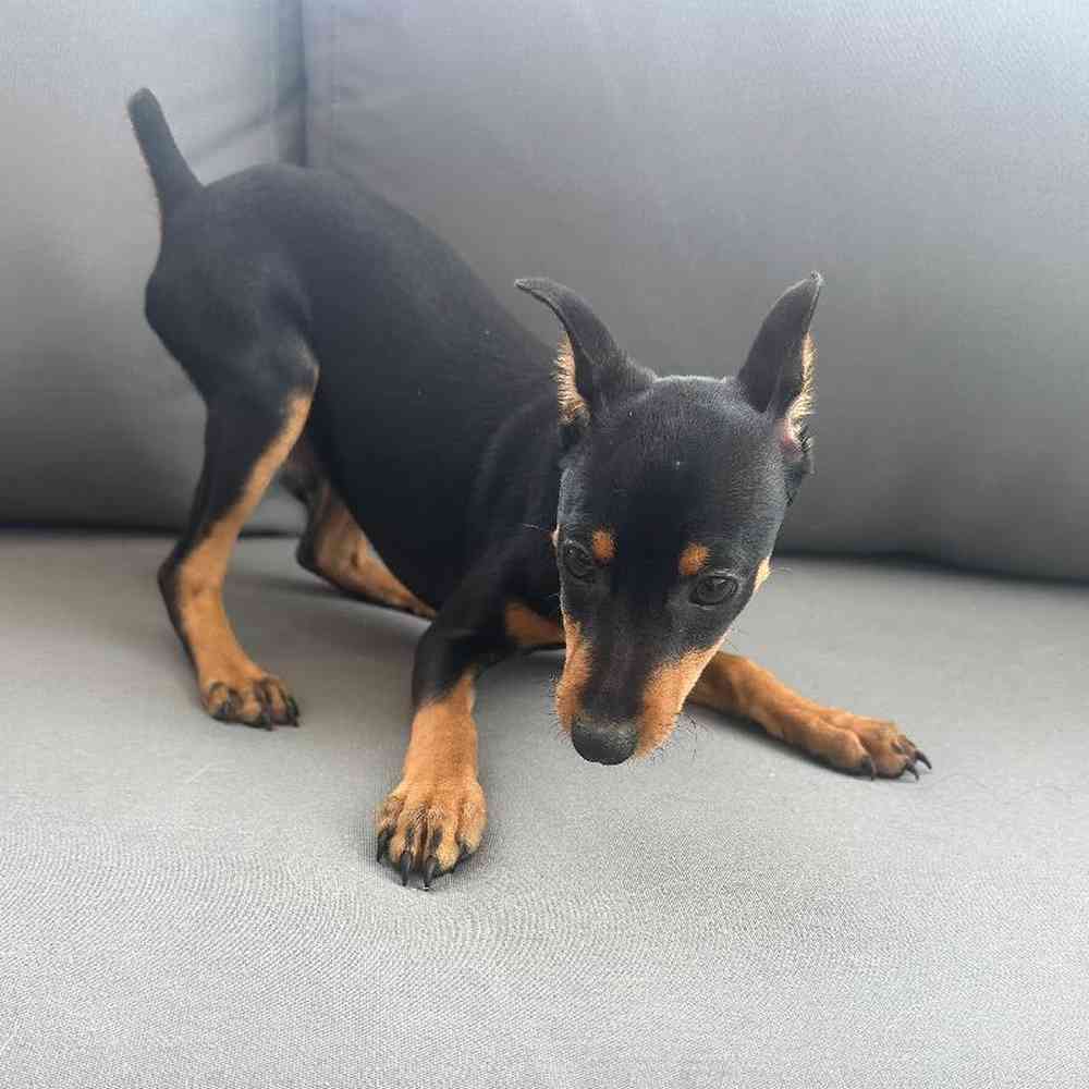 Male Min Pin Puppy for Sale in Charlotte, NC