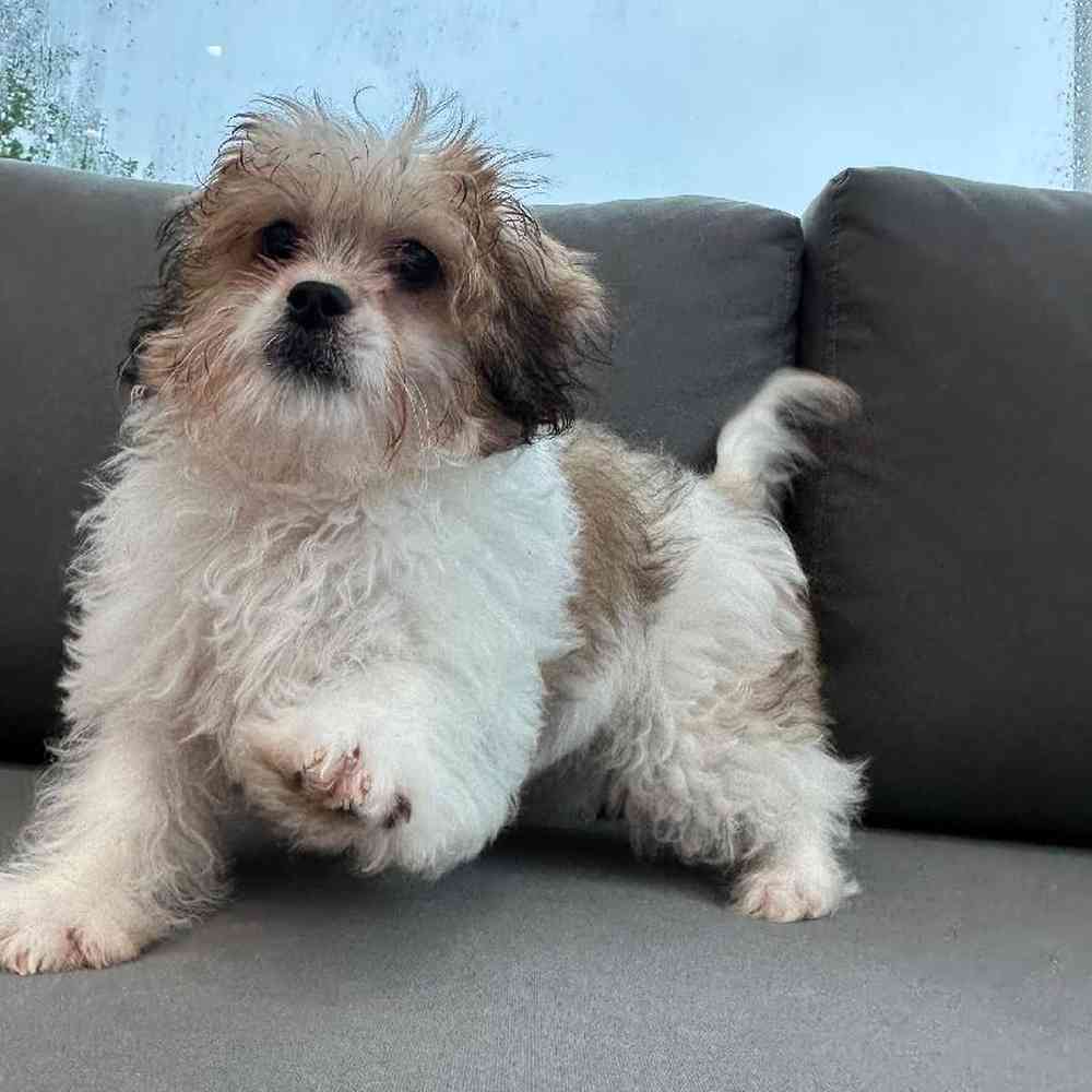 Male PeekAPoo Puppy for Sale in Charlotte, NC