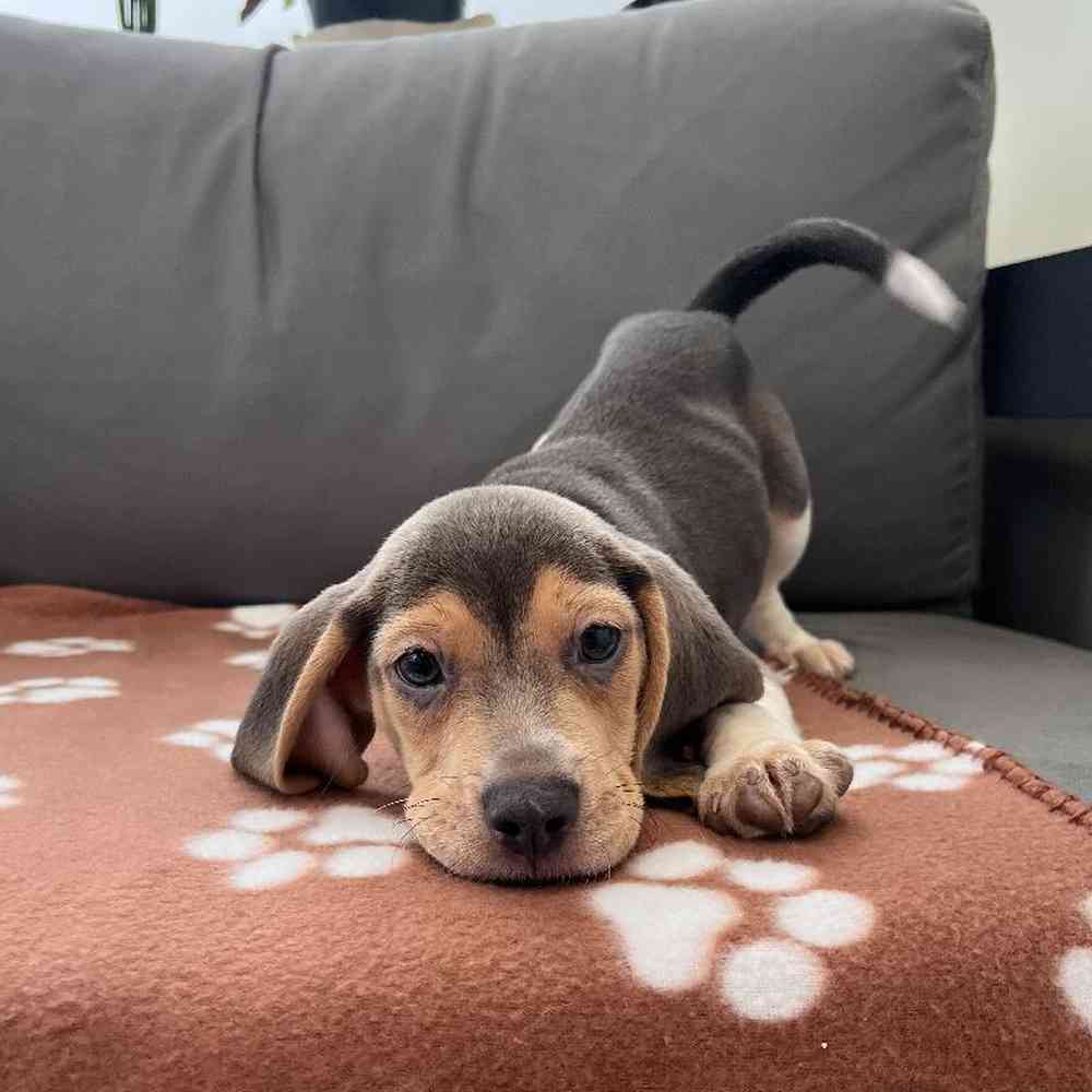 Male Beagle Puppy for Sale in Charlotte, NC