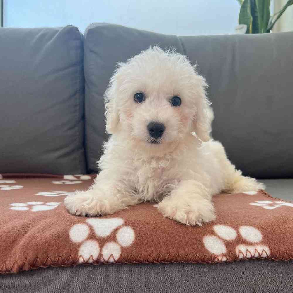 Male Bichon Puppy for Sale in Charlotte, NC