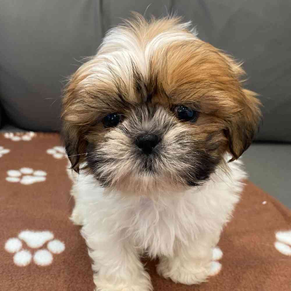 Male Shih Tzu Puppy for Sale in Charlotte, NC