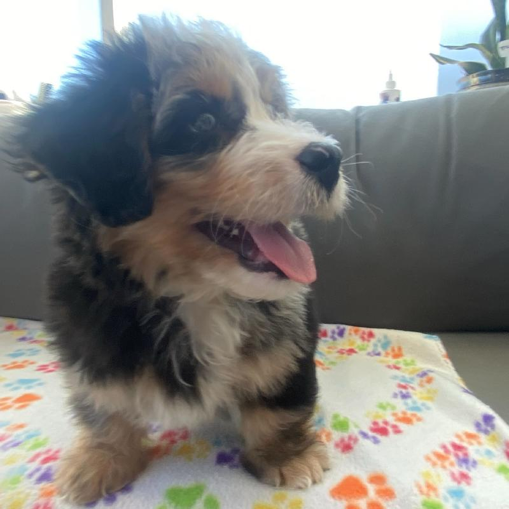 Male Mini Bernedoodle 2nd Gen Puppy for Sale in Charlotte, NC