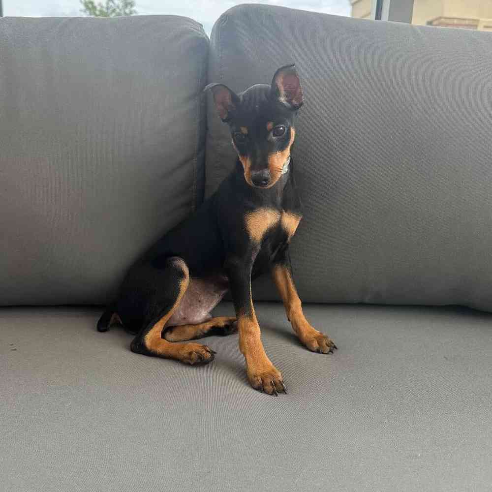 Male Min Pin Puppy for Sale in Charlotte, NC