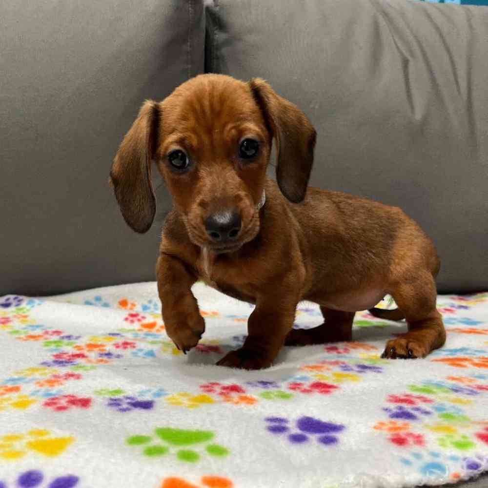 Female Dachshund Puppy for Sale in Charlotte, NC