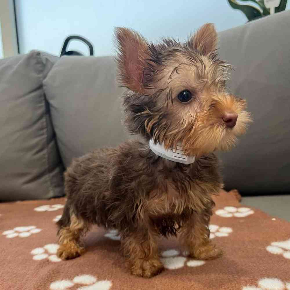 Male Silky Terrier Puppy for Sale in Charlotte, NC