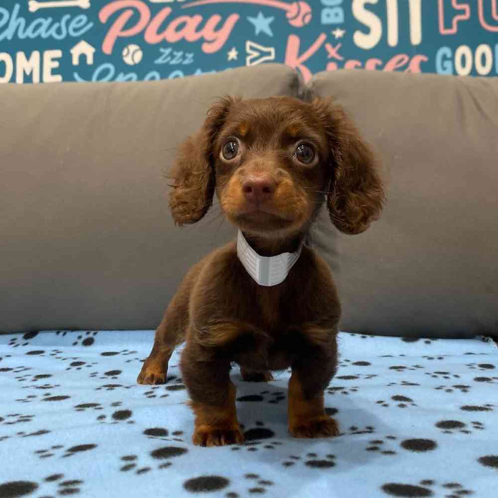 Female Dachshund Puppy for Sale in Charlotte, NC