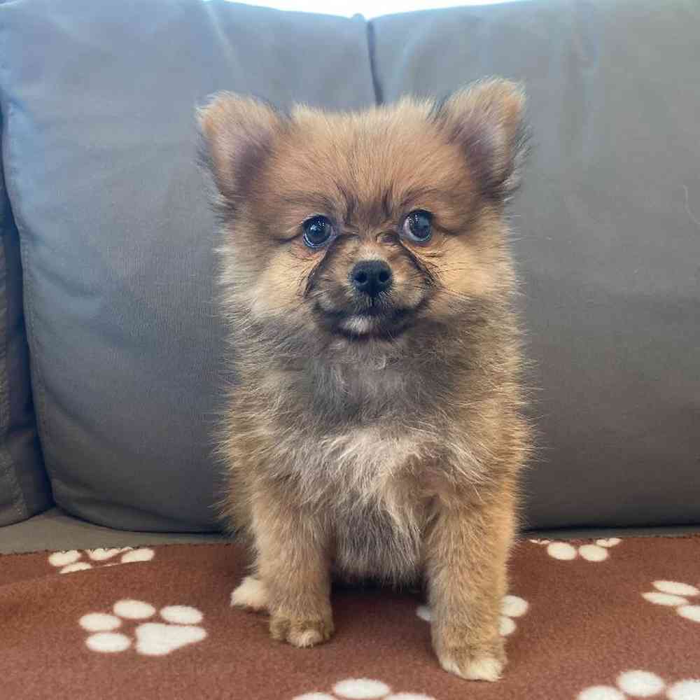 Female Pomeranian Puppy for Sale in Charlotte, NC