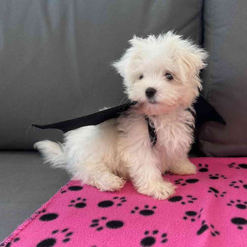 Male Maltese Puppy for Sale in Charlotte, NC