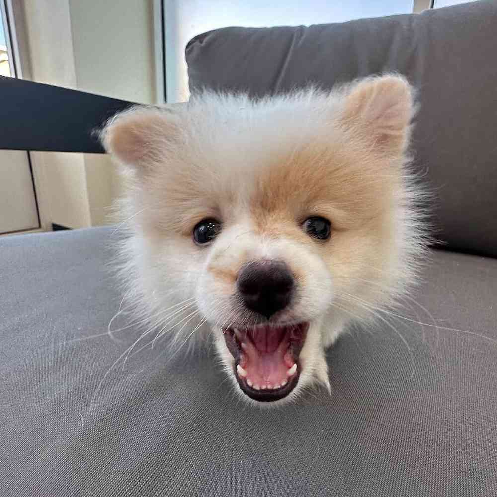 Female Pomeranian Puppy for Sale in Charlotte, NC