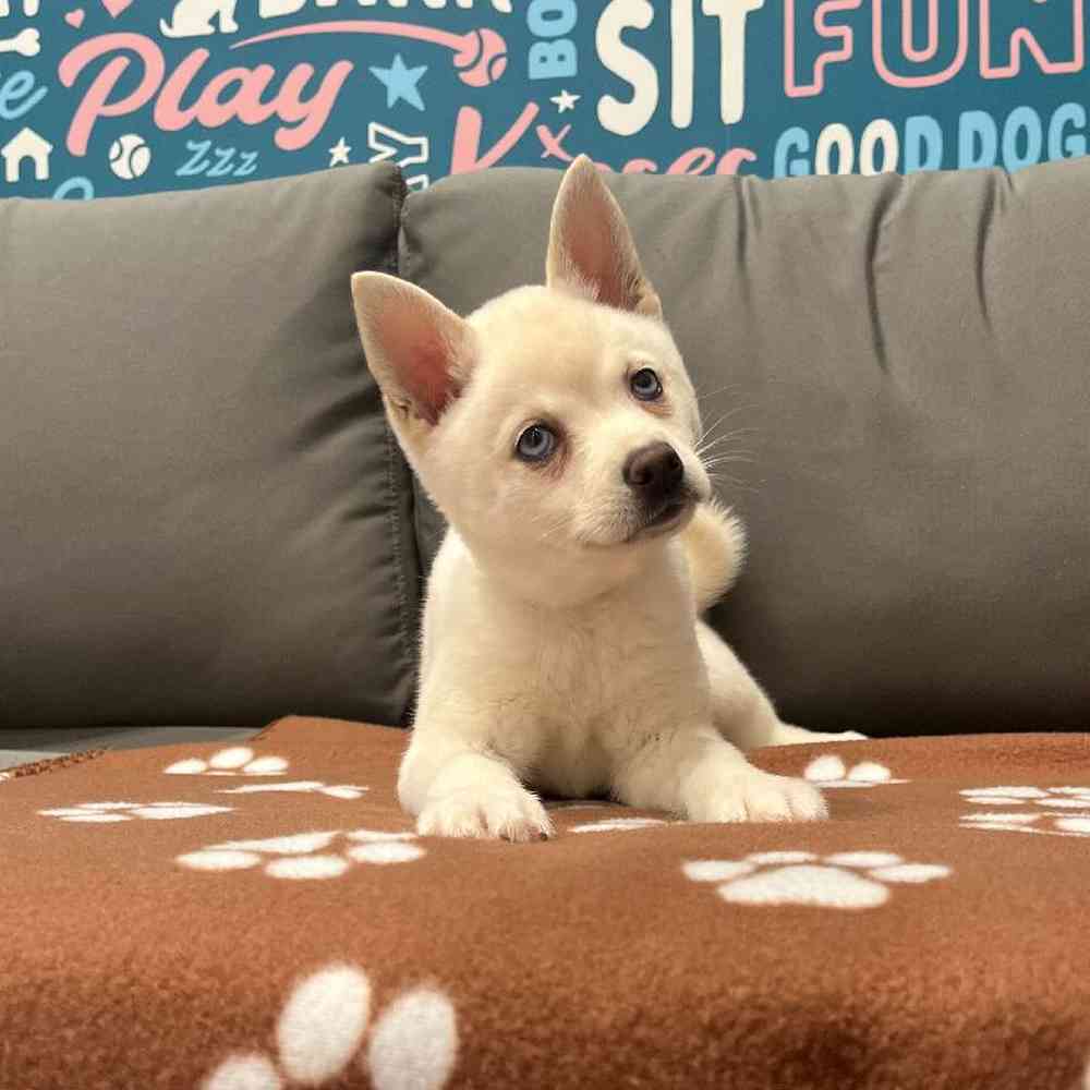 Female Alaskan Klee Kai Puppy for Sale in Charlotte, NC