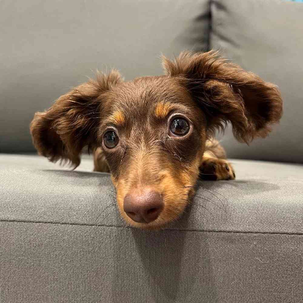 Female Dachshund Puppy for Sale in Charlotte, NC