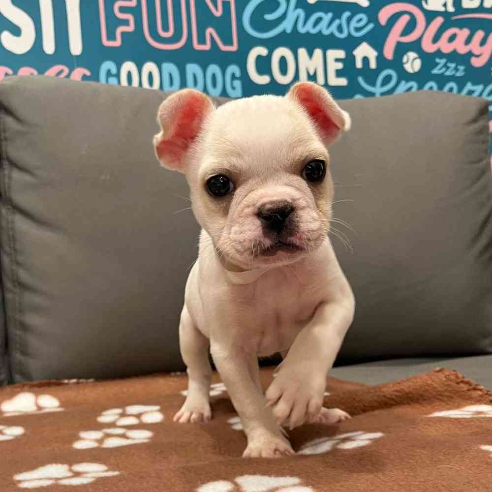 Male French Bulldog Puppy for Sale in Charlotte, NC