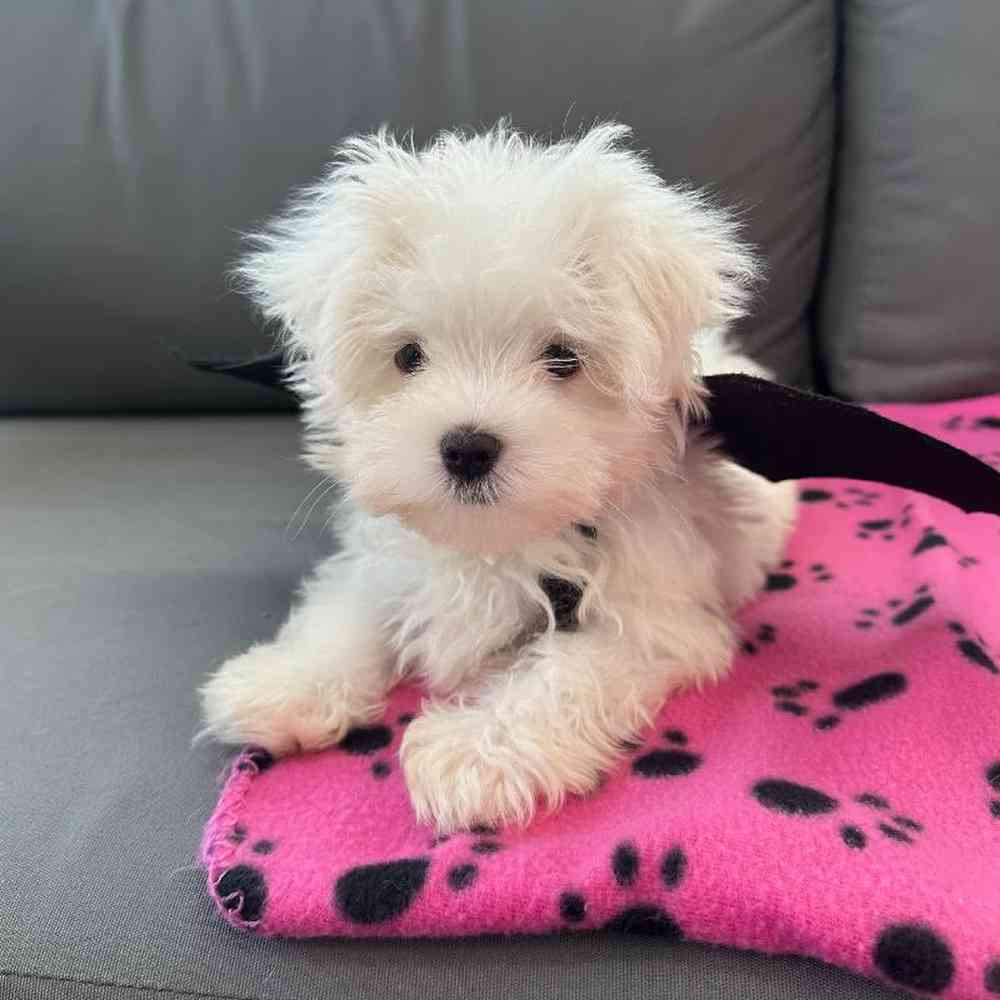 Male Maltese Puppy for Sale in Charlotte, NC