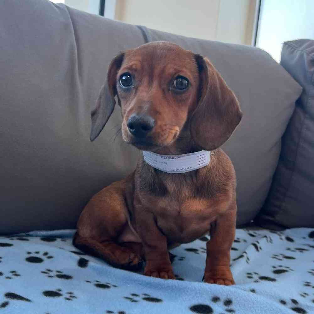 Female Dachshund Puppy for Sale in Charlotte, NC