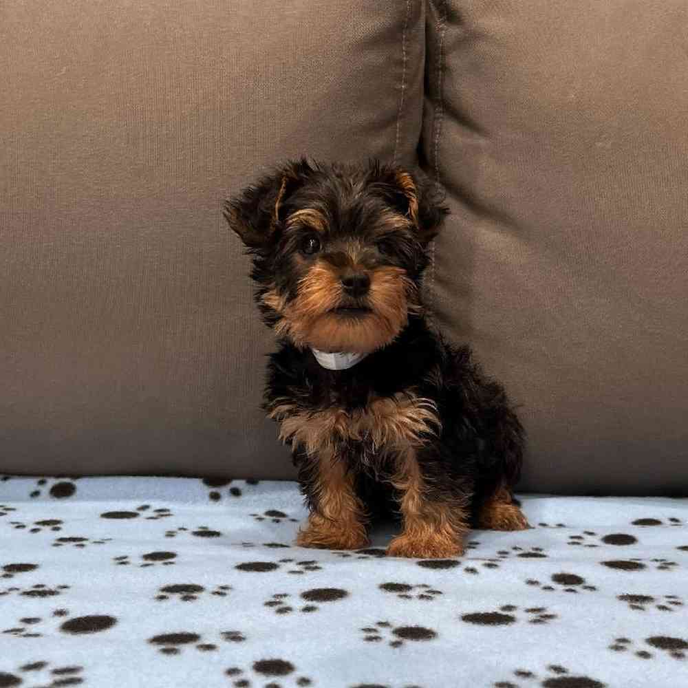 Female Silky Terrier Puppy for Sale in Charlotte, NC