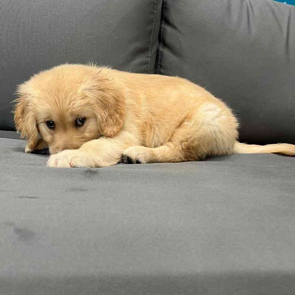 Female Golden Retriever Puppy for Sale in Charlotte, NC