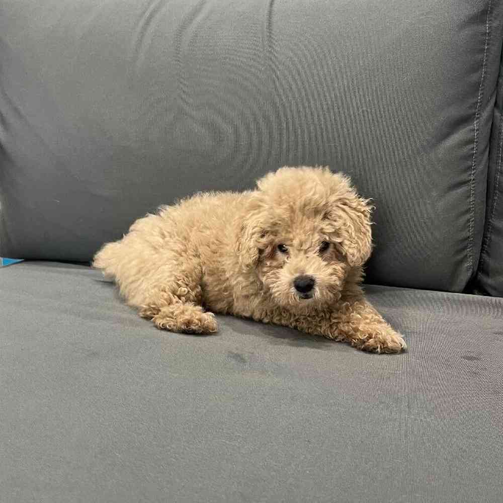 Male Poodle Toy Puppy for Sale in Charlotte, NC