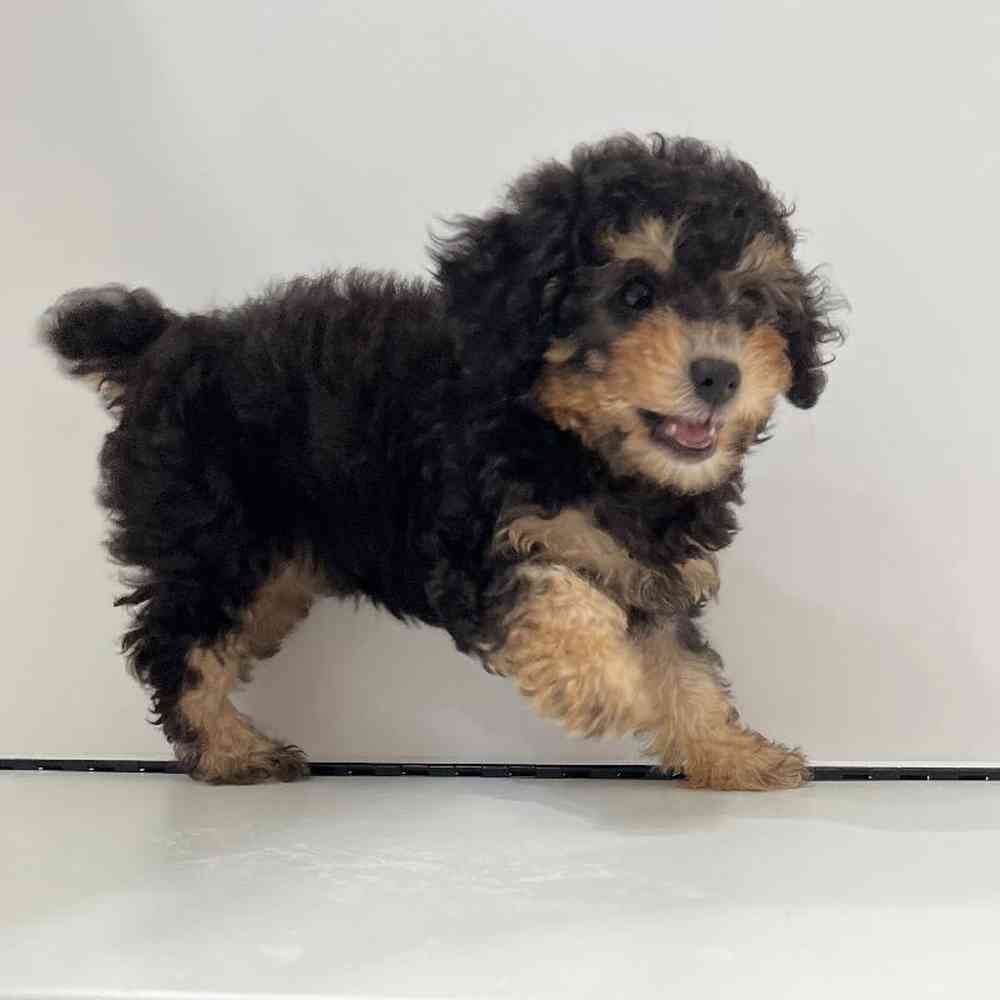 Female Poodle Puppy for Sale in Charlotte, NC