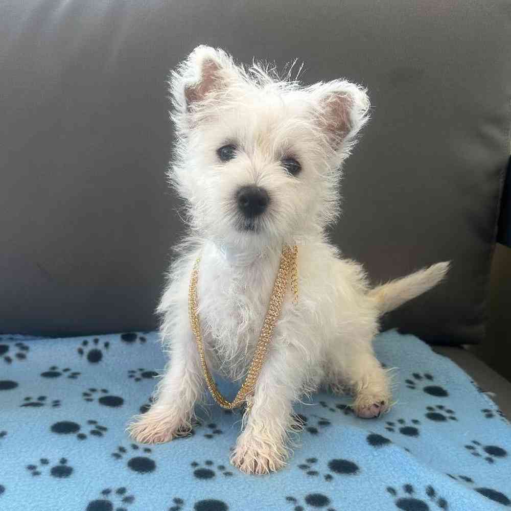 Female West Highland White Terrier Puppy for Sale in Charlotte, NC