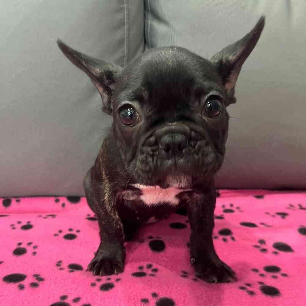 Female French Bulldog Puppy for Sale in Charlotte, NC