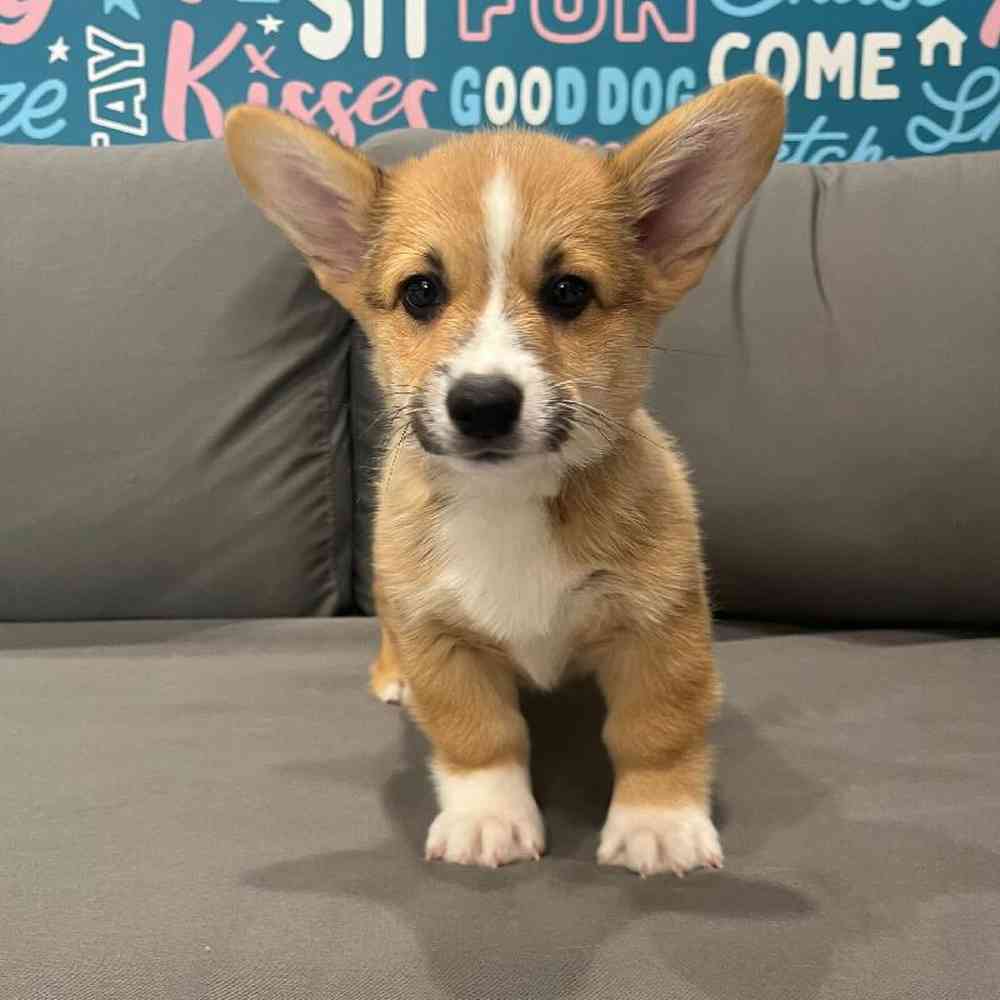 Male Pembroke Welsh Corgi Puppy for Sale in Charlotte, NC