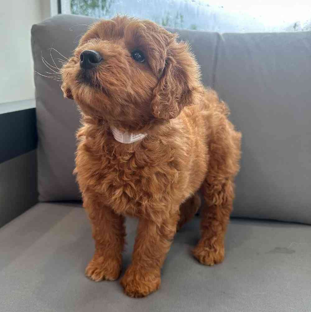 Female Mini Goldendoodle Puppy for Sale in Charlotte, NC