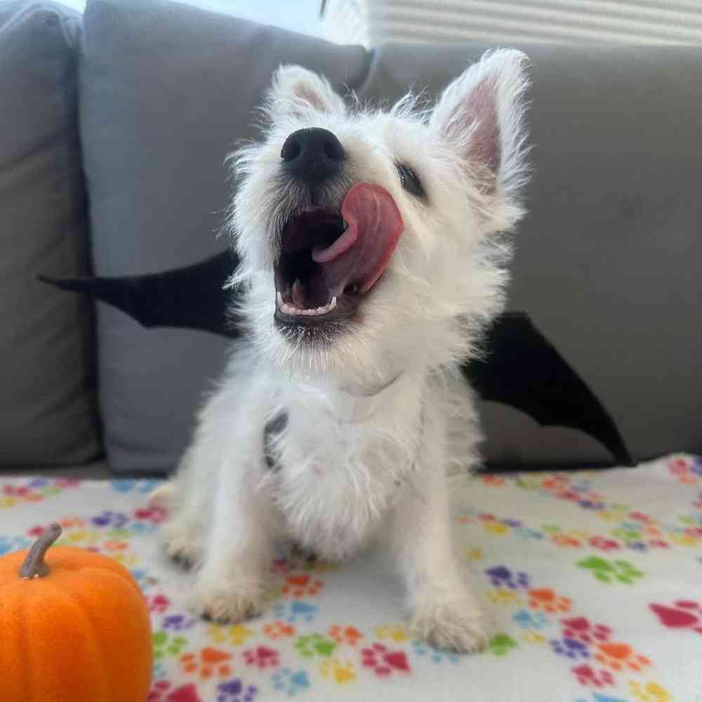 Male West Highland White Terrier Puppy for Sale in Charlotte, NC