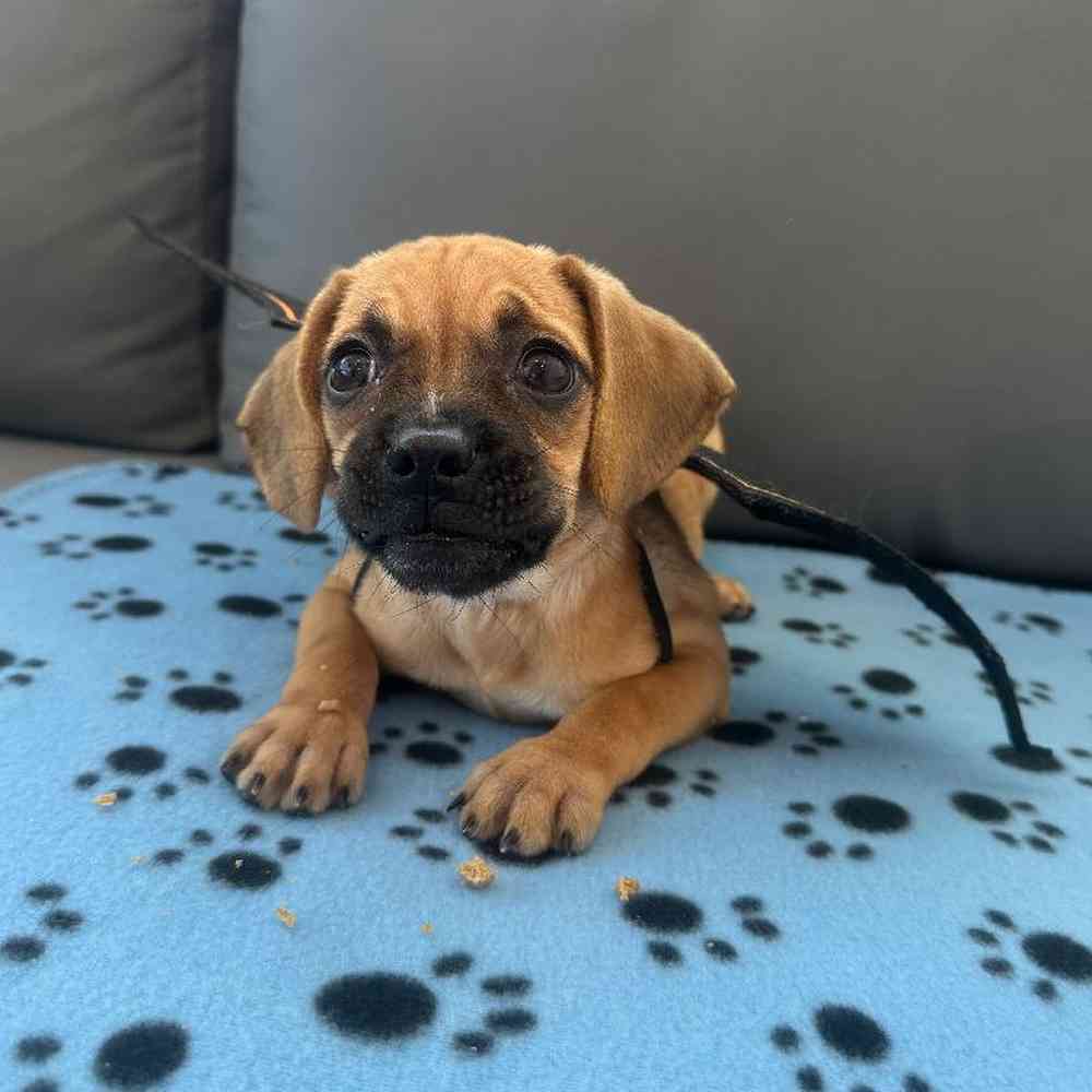 Female Puggle Puppy for Sale in Charlotte, NC