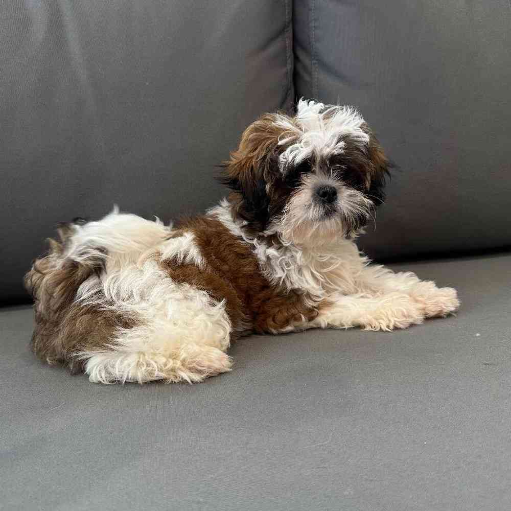 Female Shih Tzu Puppy for Sale in Charlotte, NC